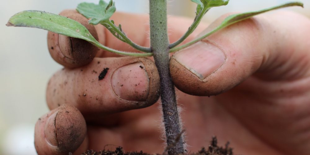 Tomato-seedling-seed-leaves-and-side-shoots