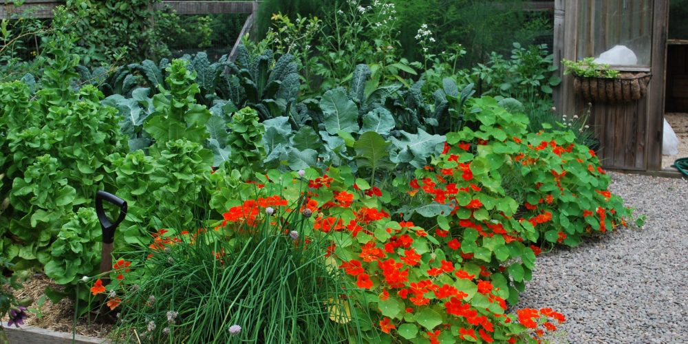 flower-and-vegetable-garden-layout