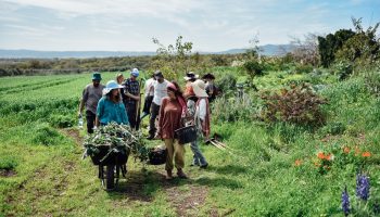 פרסום פרמקלצר