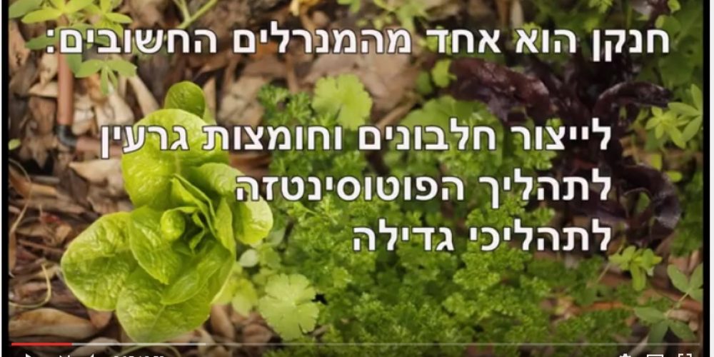 צמחים מקבעי חנקן איתמר ויסמן